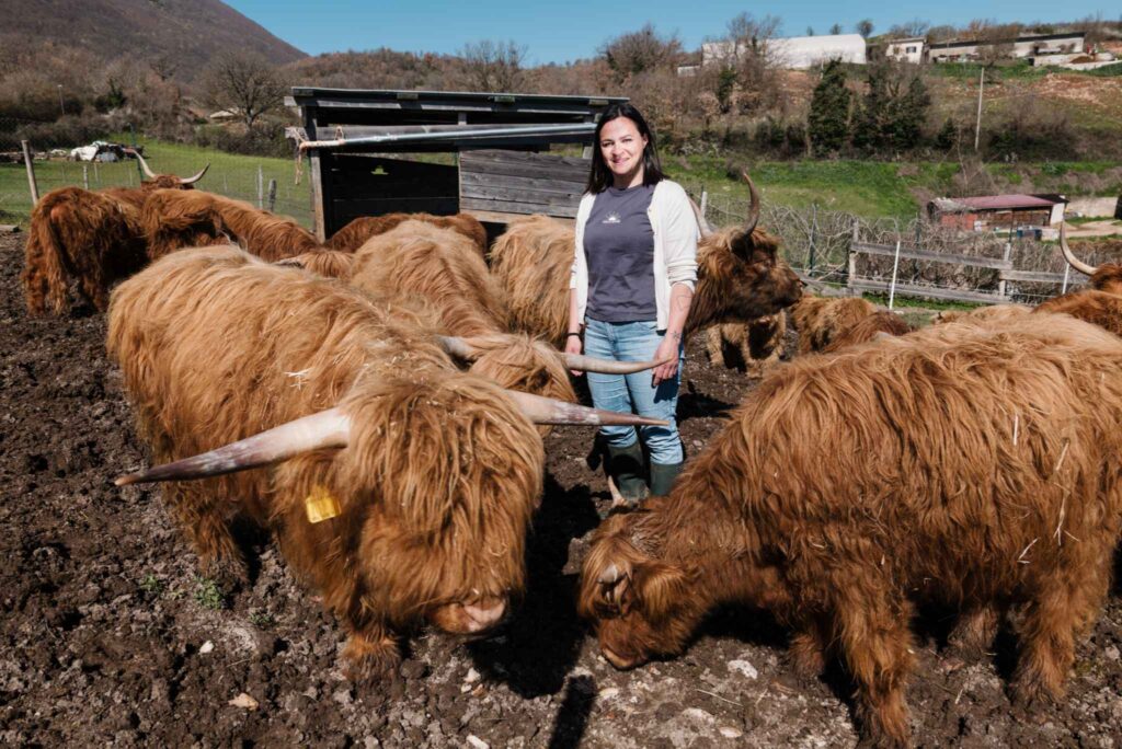 Farm Breeding Umbria Highland Cows (3)