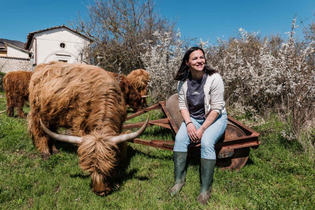 farm breeding umbria highland cows (6)