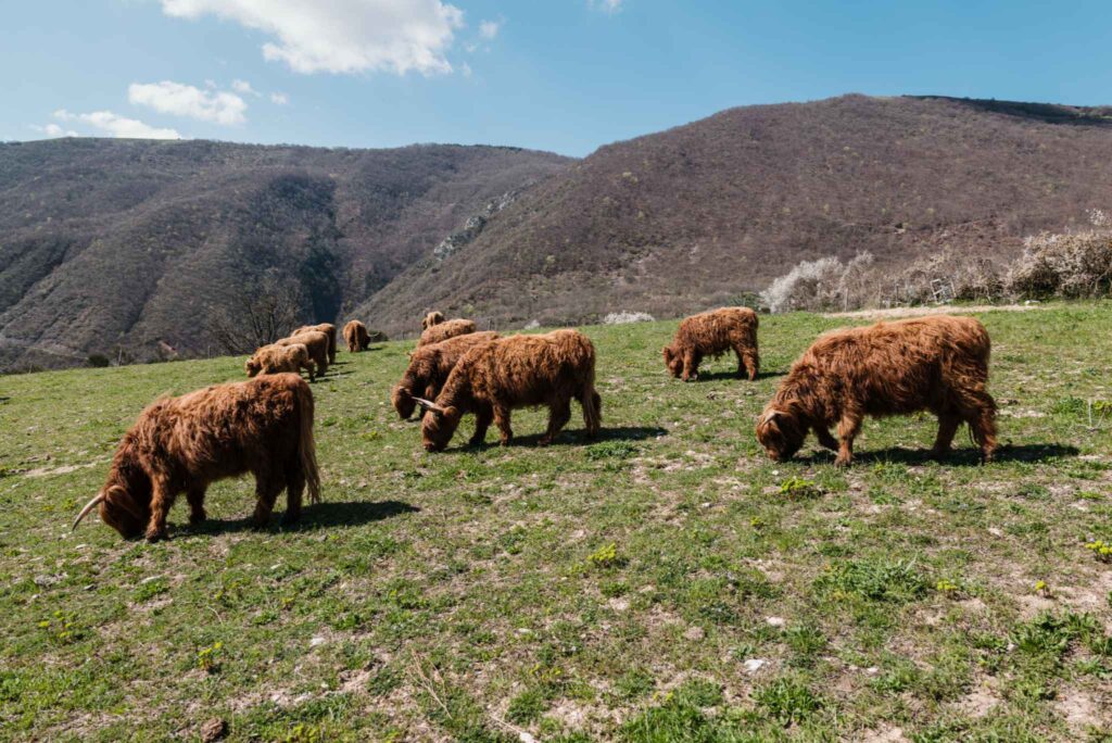Grazing Breeding Umbria Highland Cows (2)