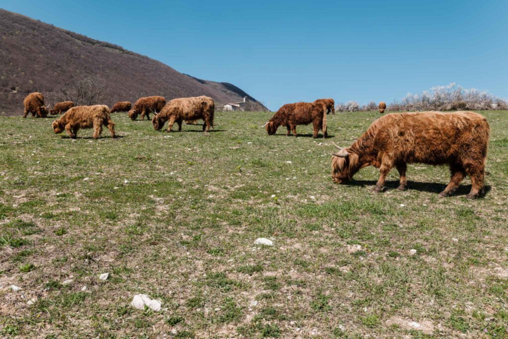 grazing breeding umbria highland cows (3)