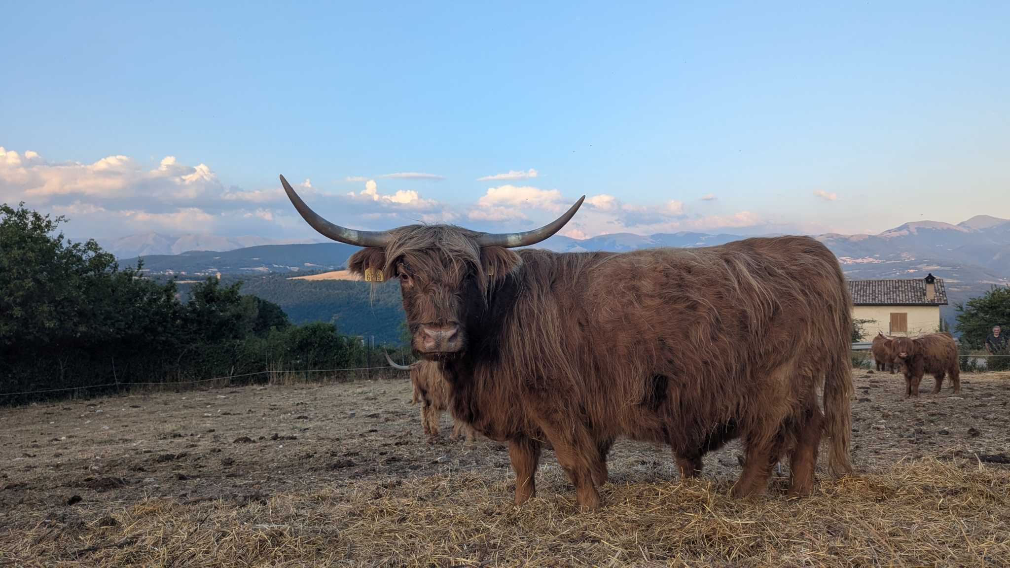 Animal photography workshop in Umbria